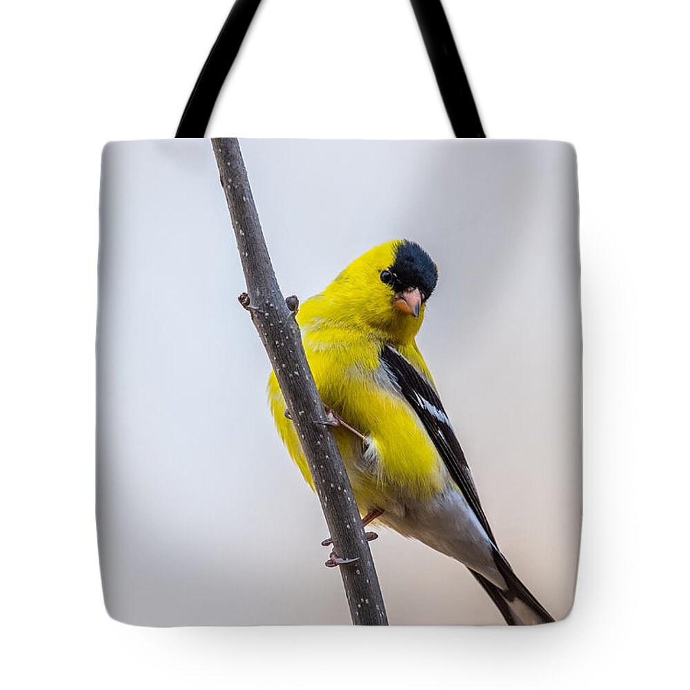 Male Tote Bag featuring the photograph American Goldfinch Vertical by Paul Freidlund