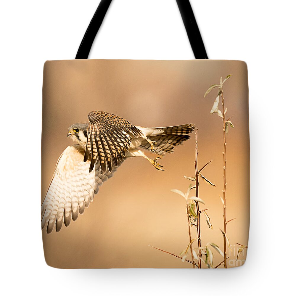 Bird Tote Bag featuring the photograph American Kestrel Hunting by Dennis Hammer