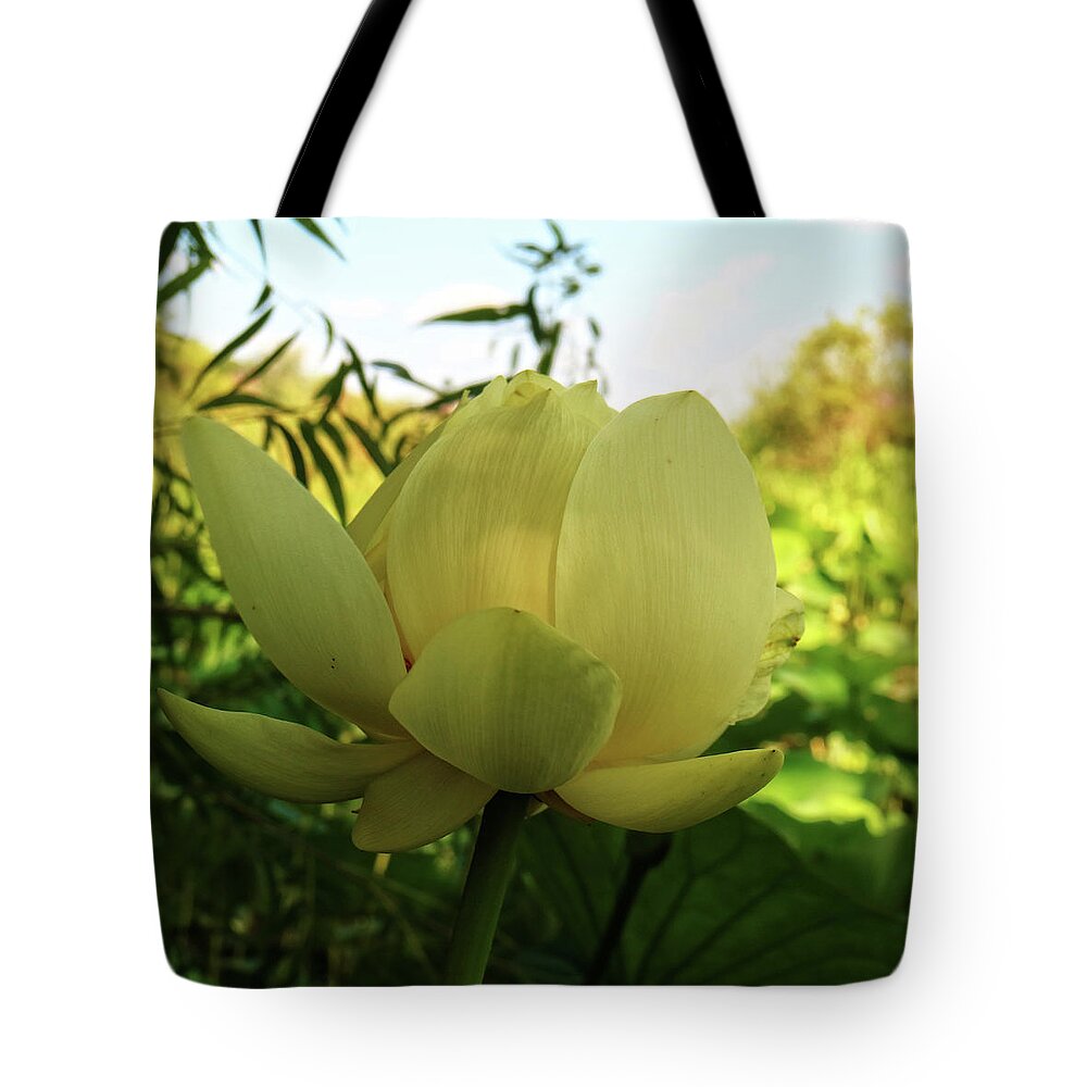 Flower Tote Bag featuring the photograph American Lotus by Scott Kingery