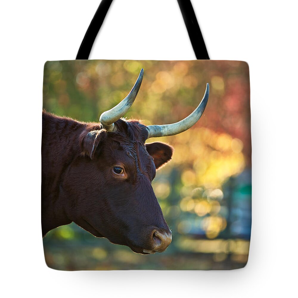 Williamsburg Tote Bag featuring the photograph American Milking Devon by Rachel Morrison