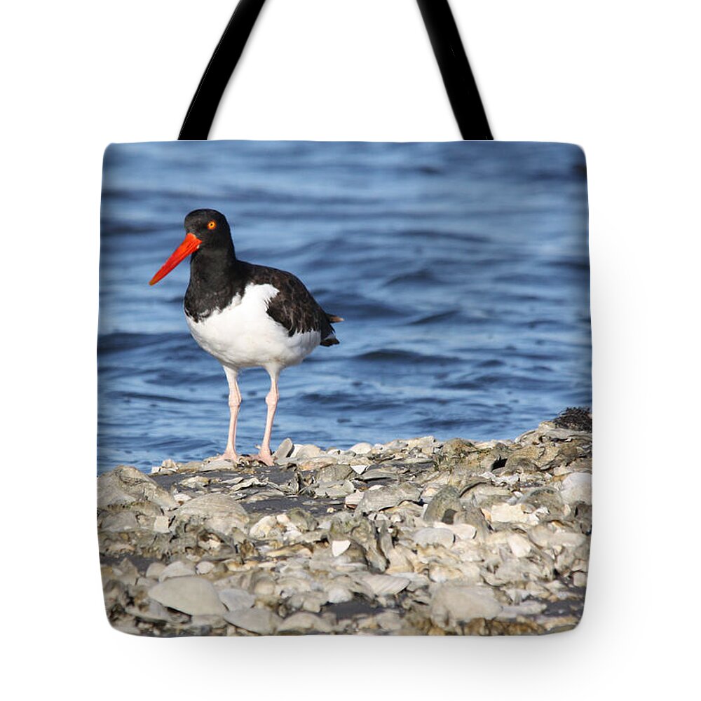 Birding Tote Bag featuring the photograph American Oystercatcher by Captain Debbie Ritter