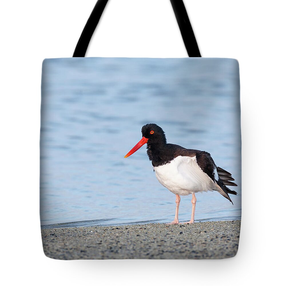 American Tote Bag featuring the photograph American Oystercatcher by David Watkins