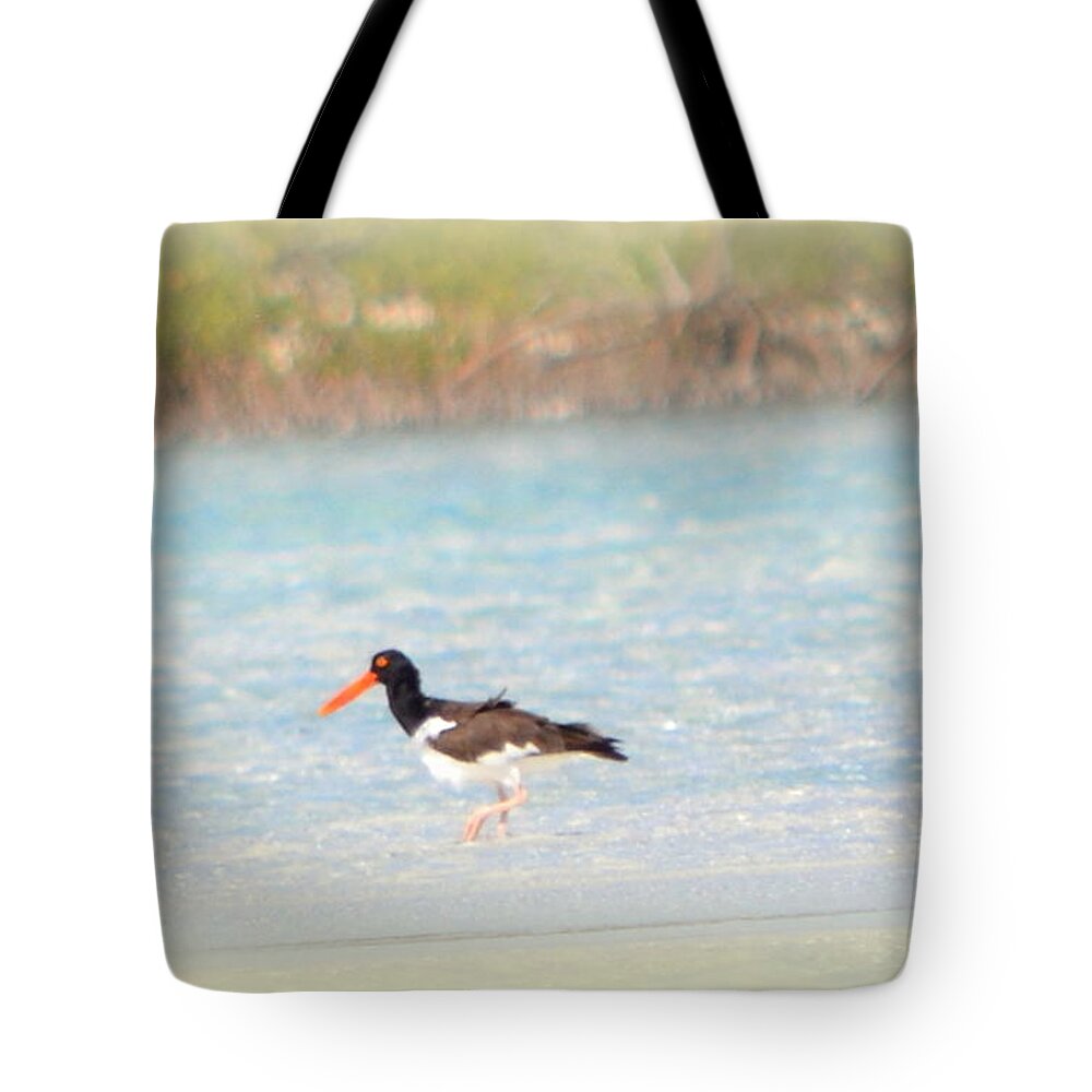 Oystercatcher Tote Bag featuring the photograph American Oystercatcher by Kimberly Woyak