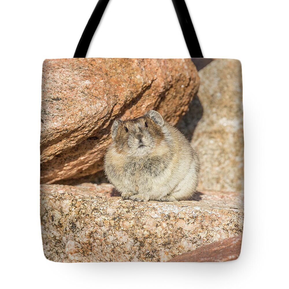 Pika Tote Bag featuring the photograph American Pika Focuses on the Camera by Tony Hake