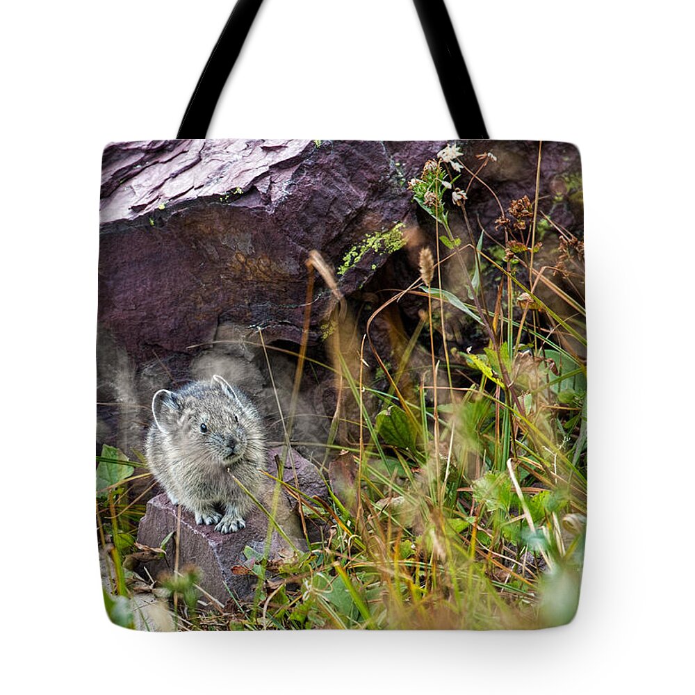 American Pika Tote Bag featuring the photograph American Pika by Jemmy Archer
