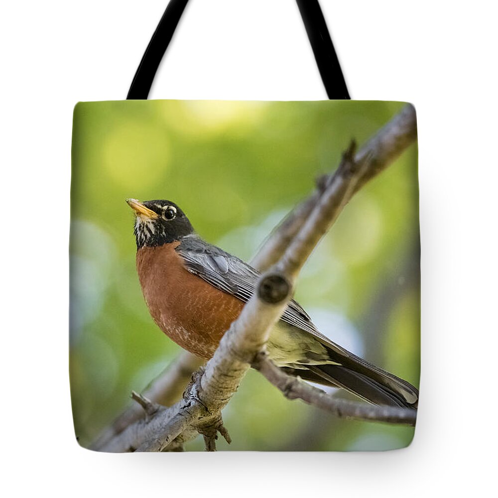 American Robin Tote Bag featuring the photograph American Robin   by Holden The Moment
