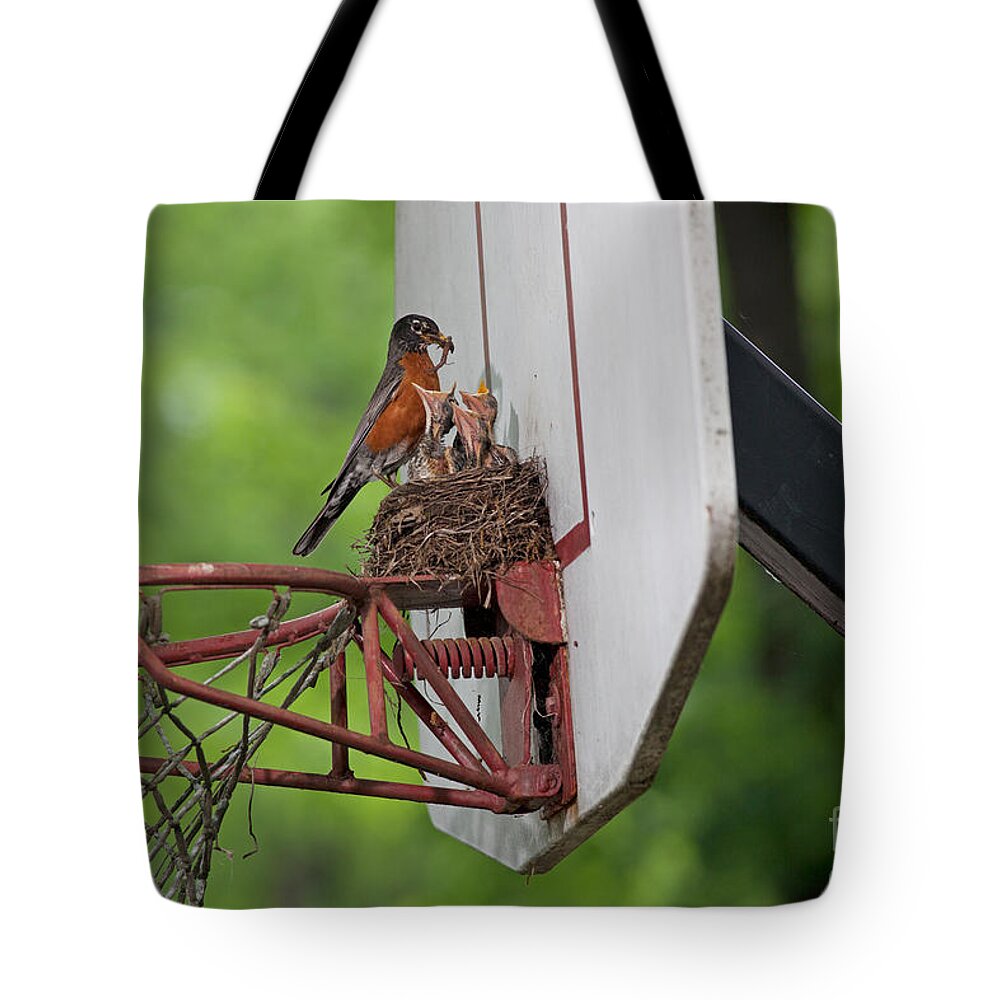 Robin Tote Bag featuring the photograph American Robin Feeding Young by Kenneth M. Highfill