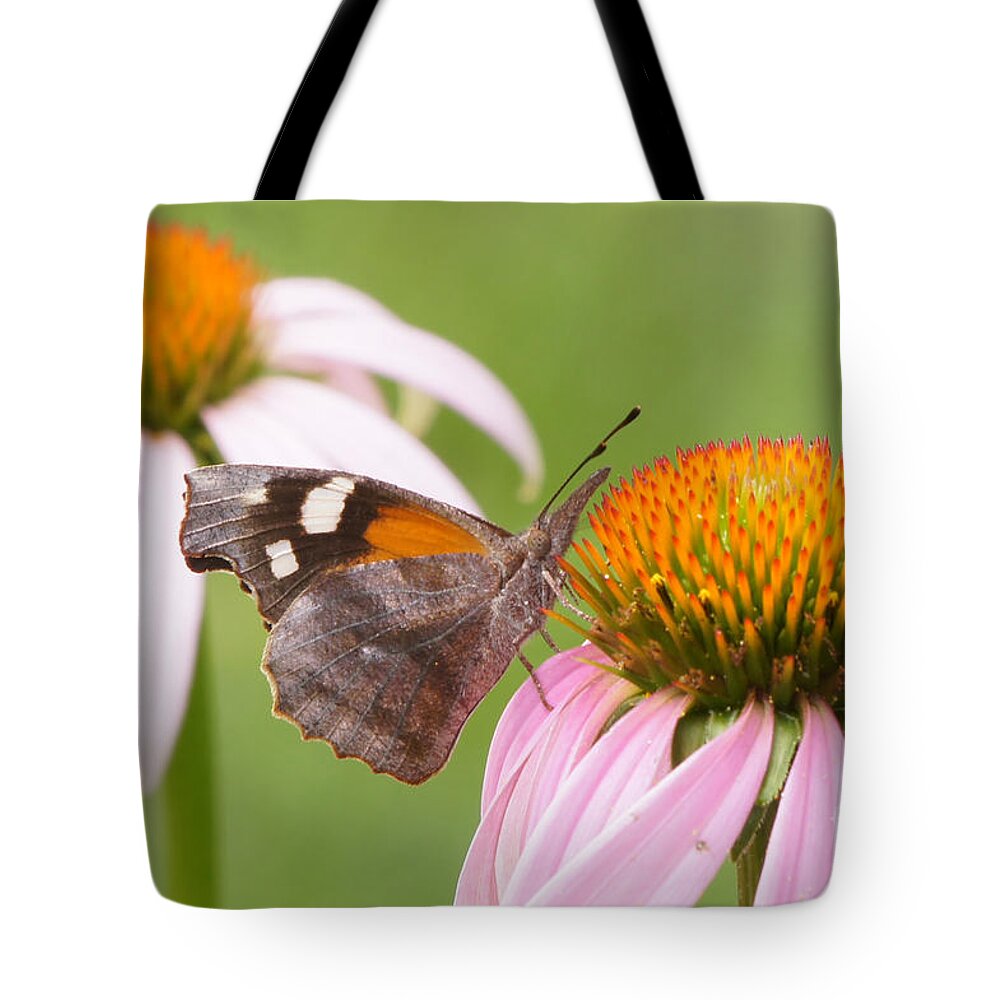 American Snout Tote Bag featuring the photograph American Snout Butterfly on Echinacea by Robert E Alter Reflections of Infinity