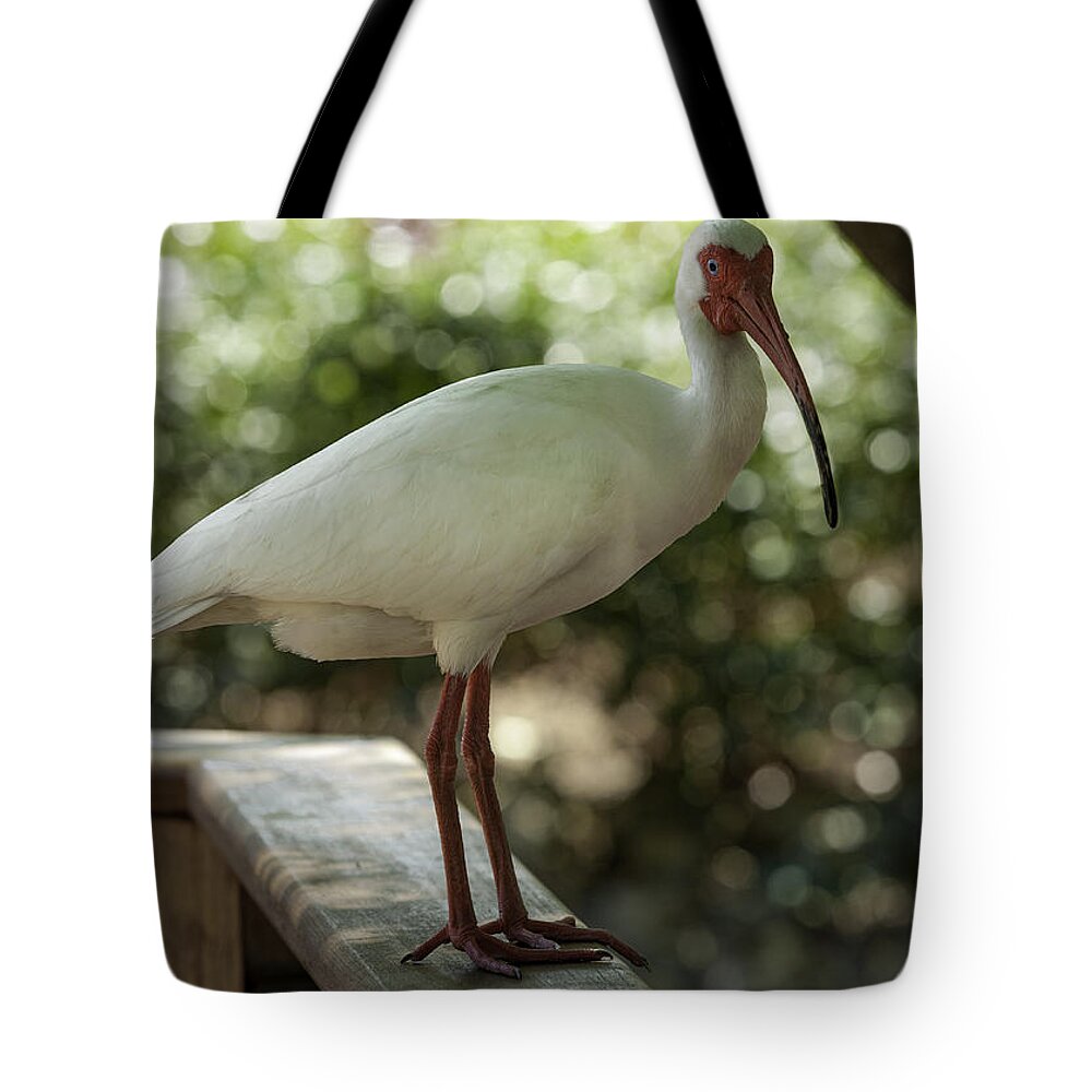 White Ibis Tote Bag featuring the photograph American White Ibis by Jason Moynihan