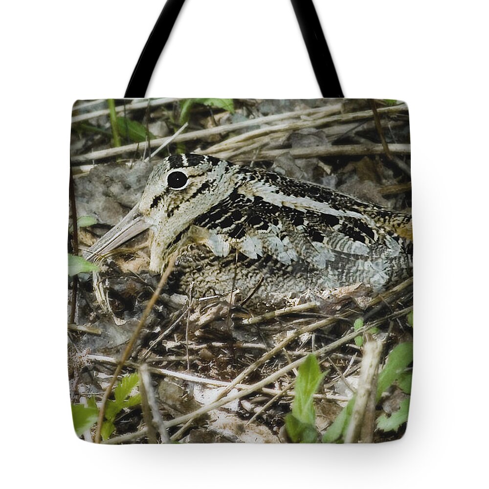 American Woodcock Tote Bag featuring the photograph American Woodcock nesting by Asbed Iskedjian