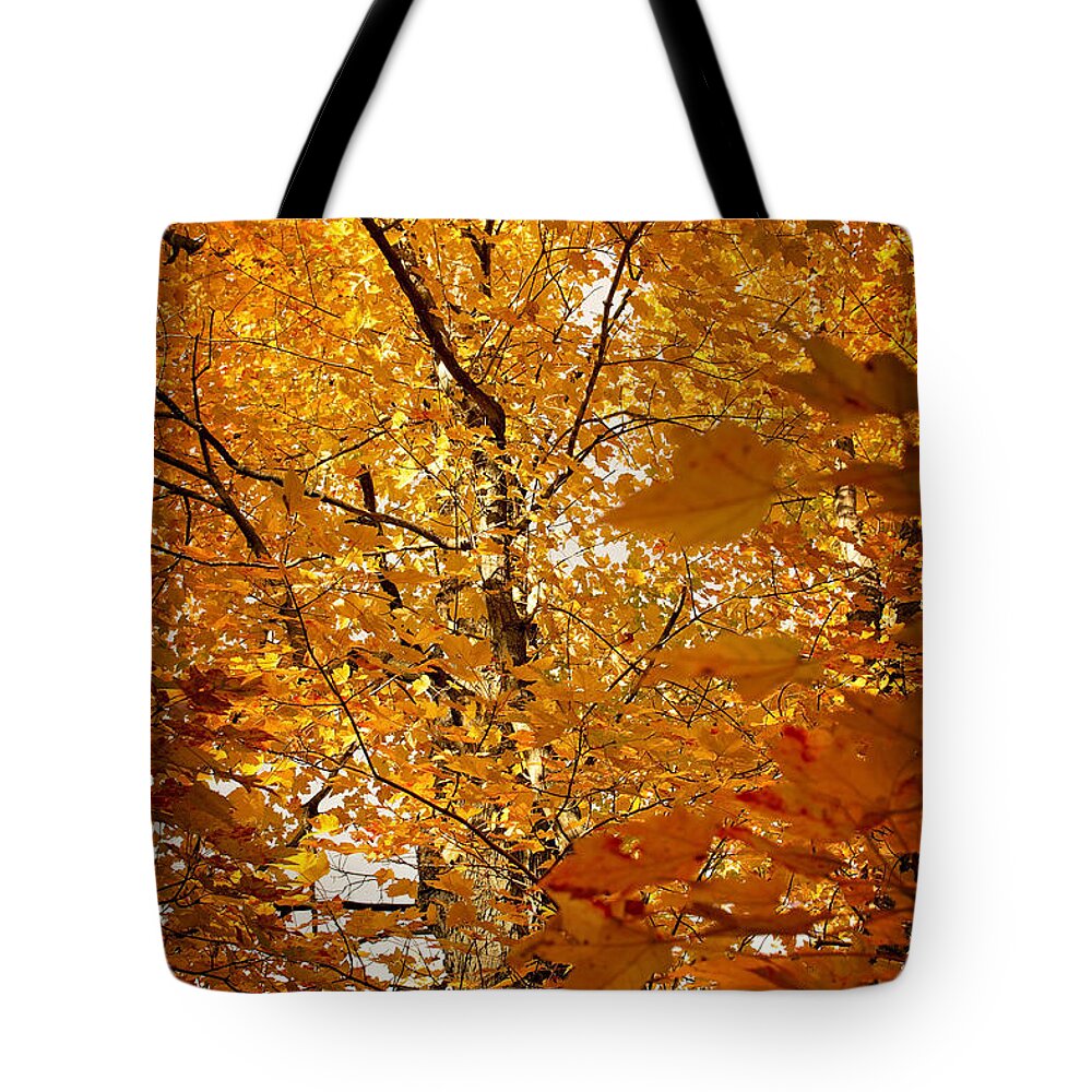 Autumn Print Tote Bag featuring the photograph An Autumn Day by Gwen Gibson