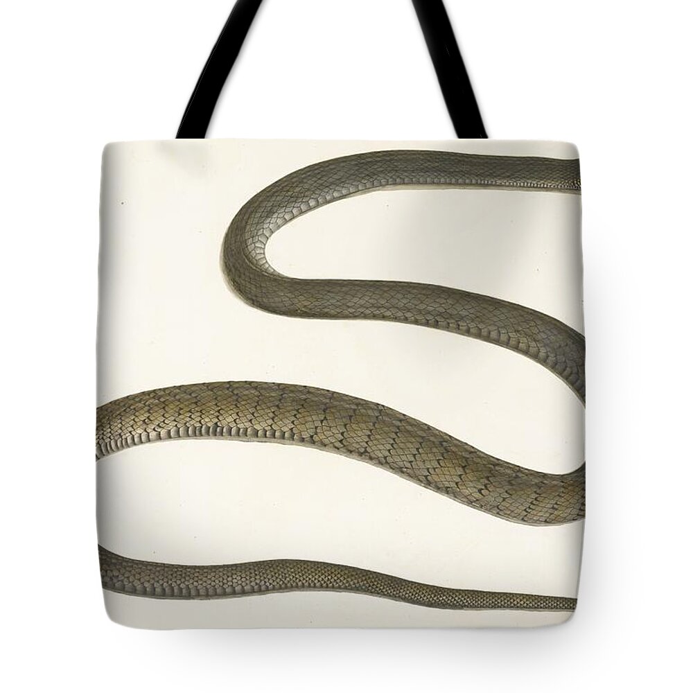 An Indian Brown And Grey Snake Tote Bag featuring the painting An Indian brown and grey snake by Eastern Accents
