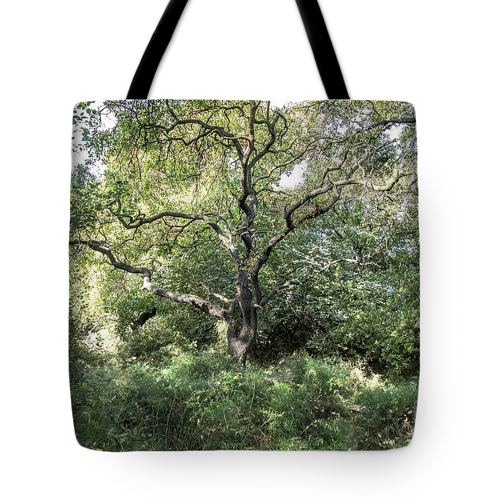 Nature Tote Bag featuring the photograph An old one in the forest by Arik Baltinester
