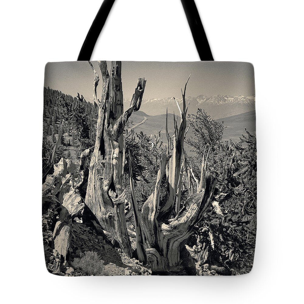 Bristlecone Pine Tote Bag featuring the photograph Ancient Bristlecone Pine Tree, Composition 11 selenium toned, Inyo National Forest, California by Kathy Anselmo
