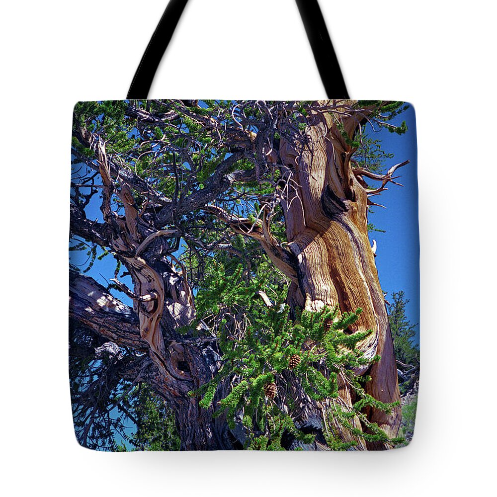 Bristlecone Pine Tote Bag featuring the photograph Ancient Bristlecone Pine Tree Composition 3, Inyo National Forest, White Mountains, California by Kathy Anselmo