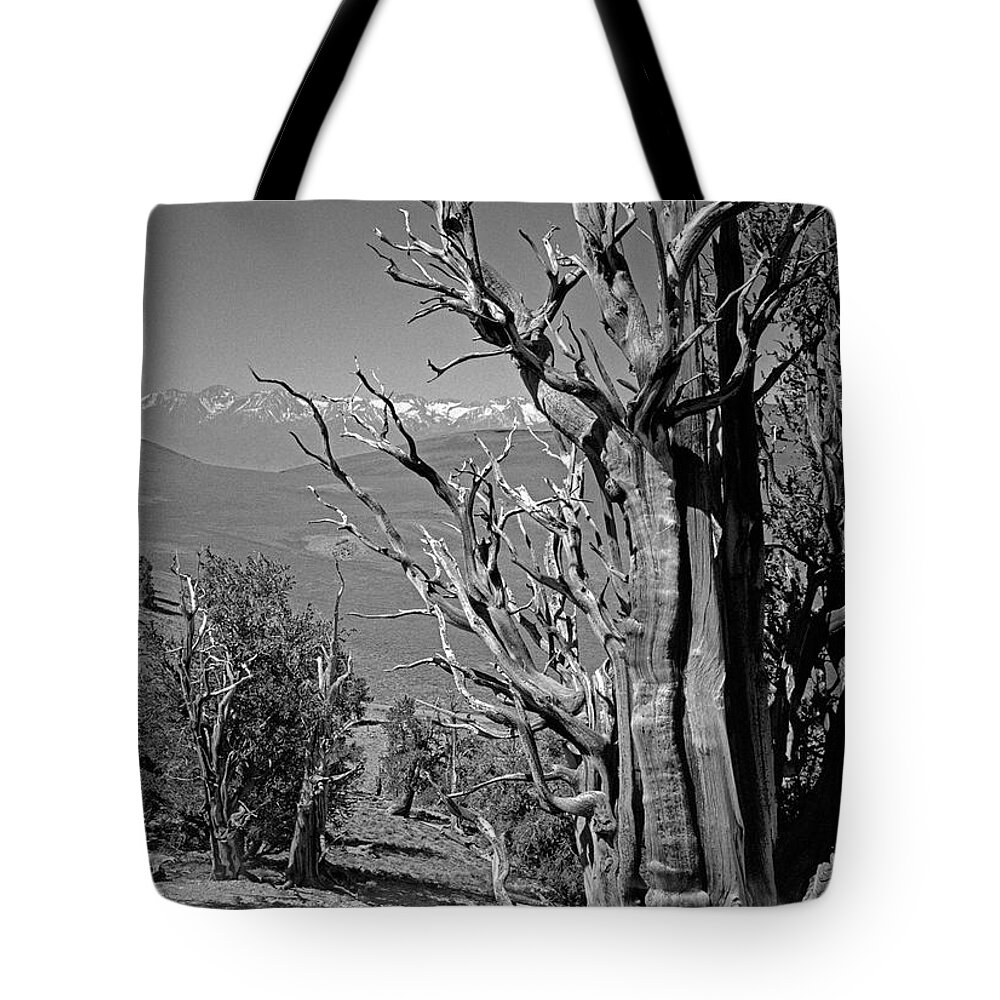 Bristlecone Pine Tote Bag featuring the photograph Ancient Bristlecone Pine Tree, Composition 4, Inyo National Forest, White Mountains, California by Kathy Anselmo