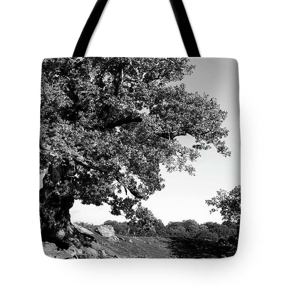 Woodland Tote Bag featuring the photograph Ancient Oak, Bradgate Park by John Edwards