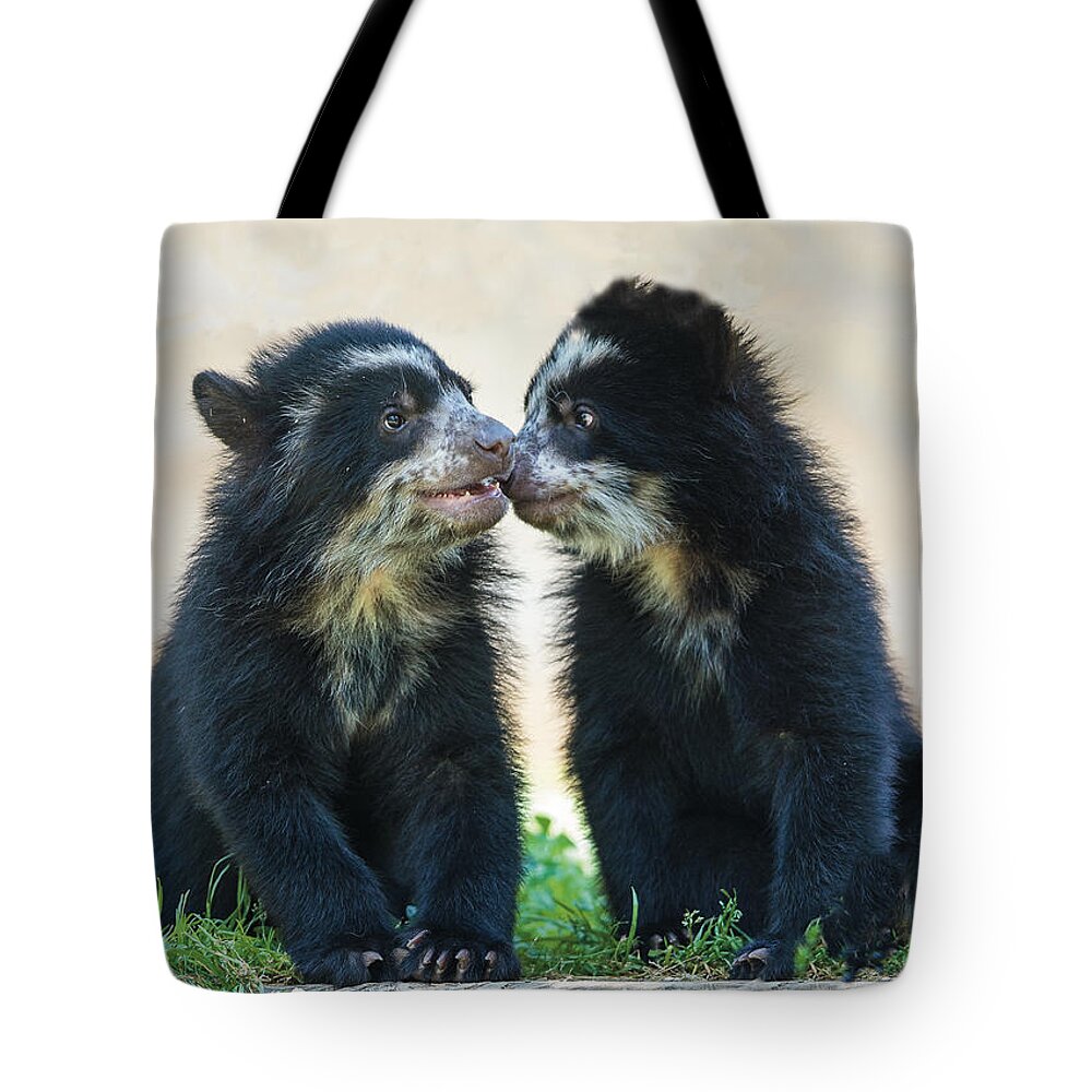 Wildlife Tote Bag featuring the photograph Andean Bear Cubs Nose to Nose by William Bitman