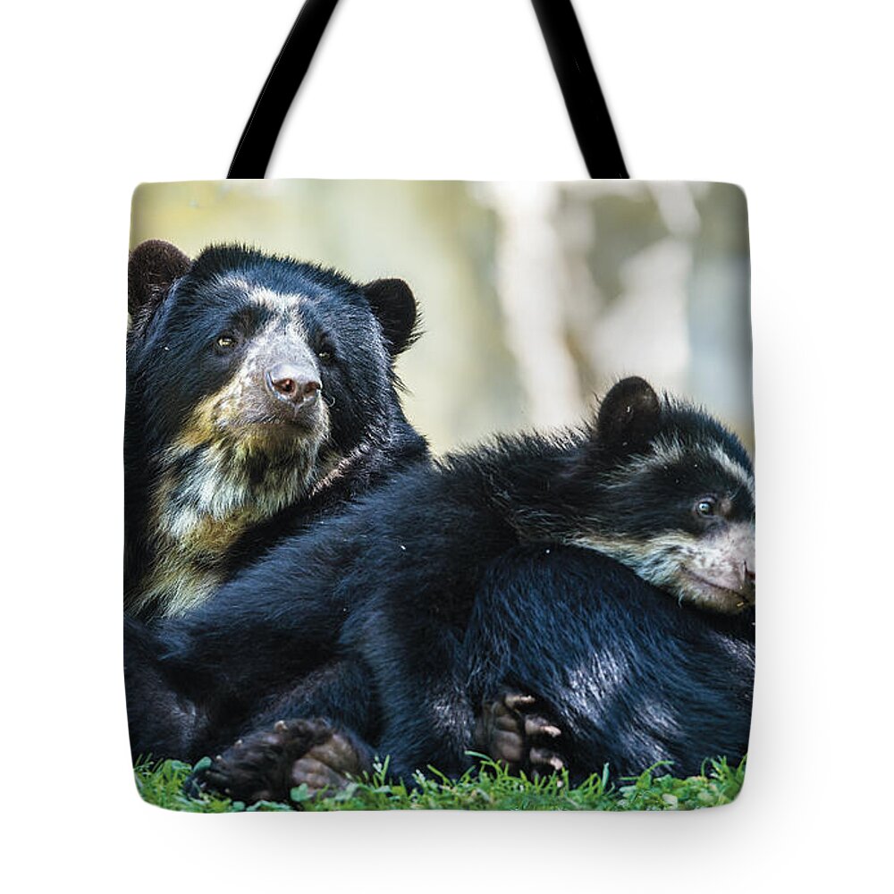 Bear Tote Bag featuring the photograph Andean Speckled Bear And Her Cub by William Bitman