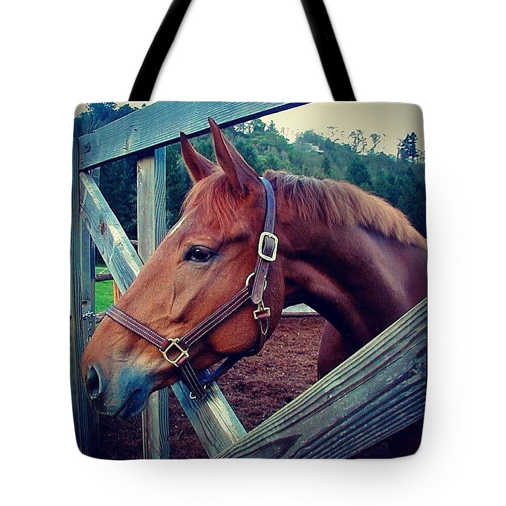 Andy Andy Bo Bandy Grandson Of Seattle Slew Tote Bag featuring the photograph Andy Andy Bo Bandy Grandson Of Seattle by Anna Porter