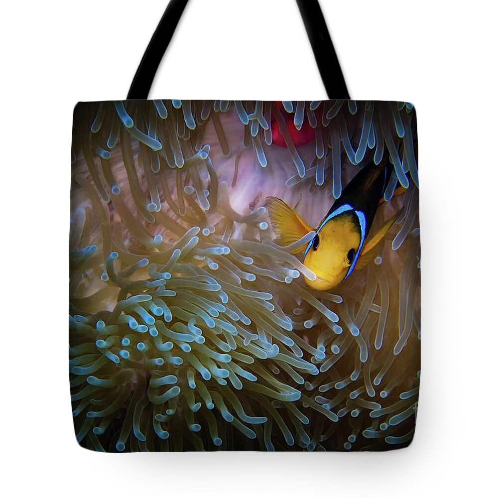 Bora Bora Tote Bag featuring the photograph Anemonefish by Doug Sturgess