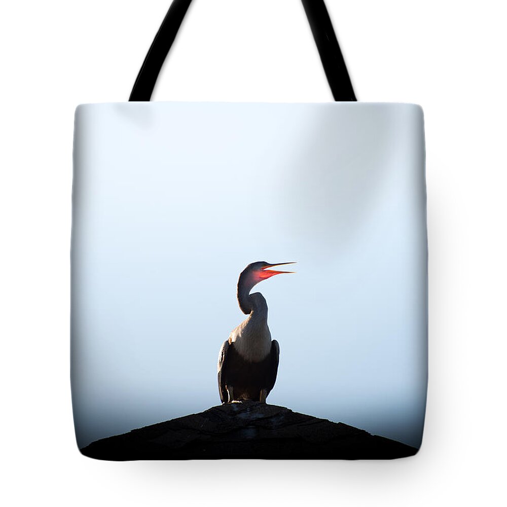 Anhinga Tote Bag featuring the photograph Anhinga by Ivo Kerssemakers