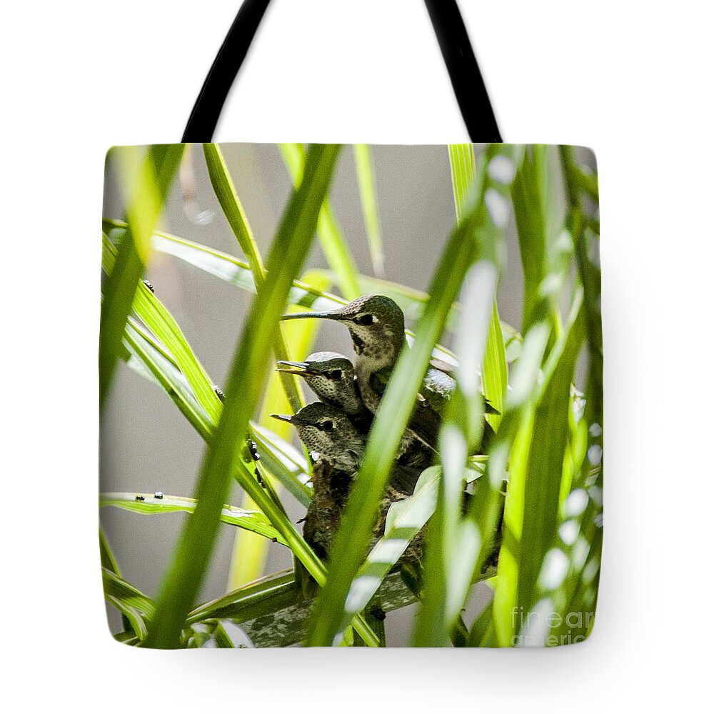 Anna�s Humming Bird Tote Bag featuring the photograph Anna Hummer on Nest by Daniel Hebard