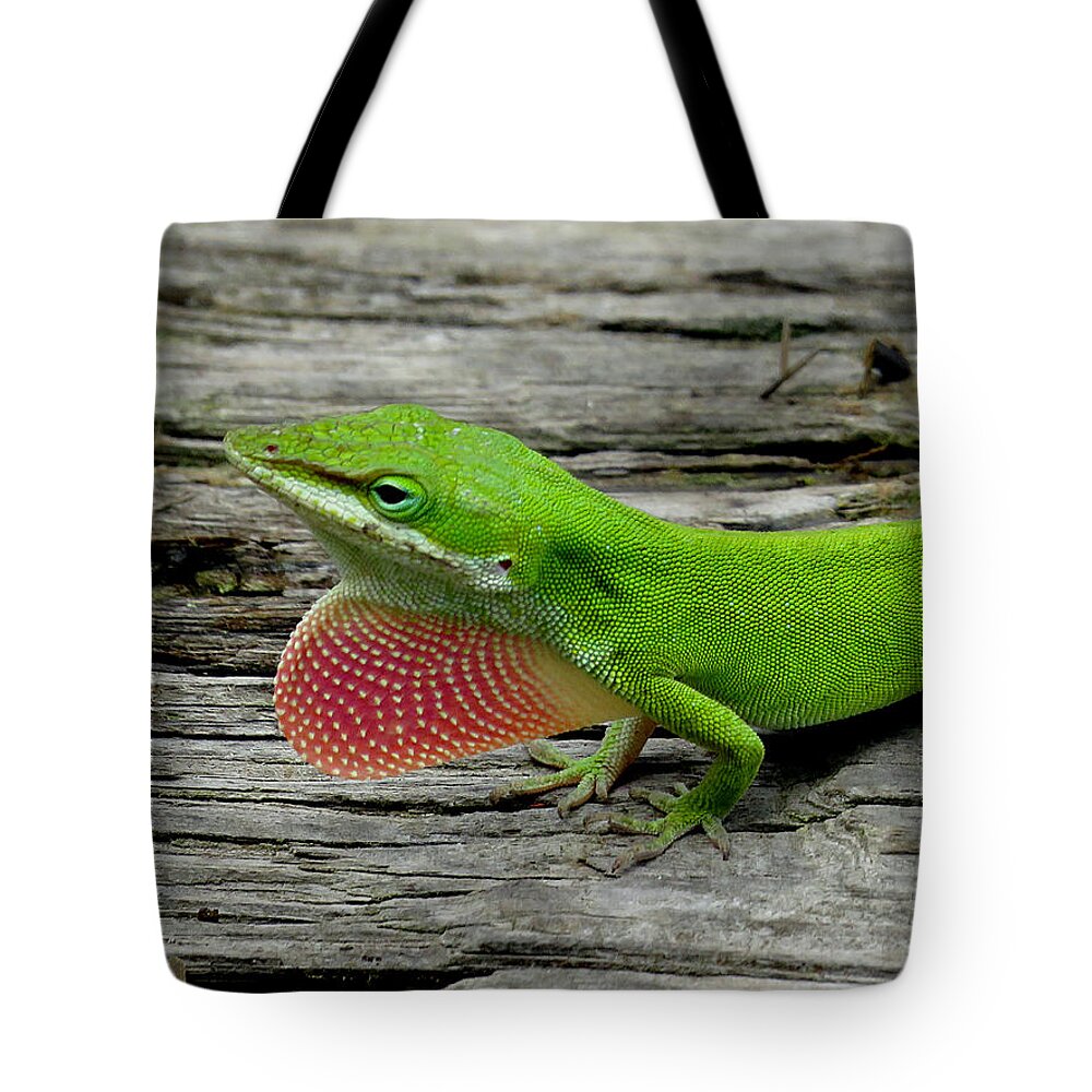 Anole Tote Bag featuring the photograph Anole 17 by J M Farris Photography