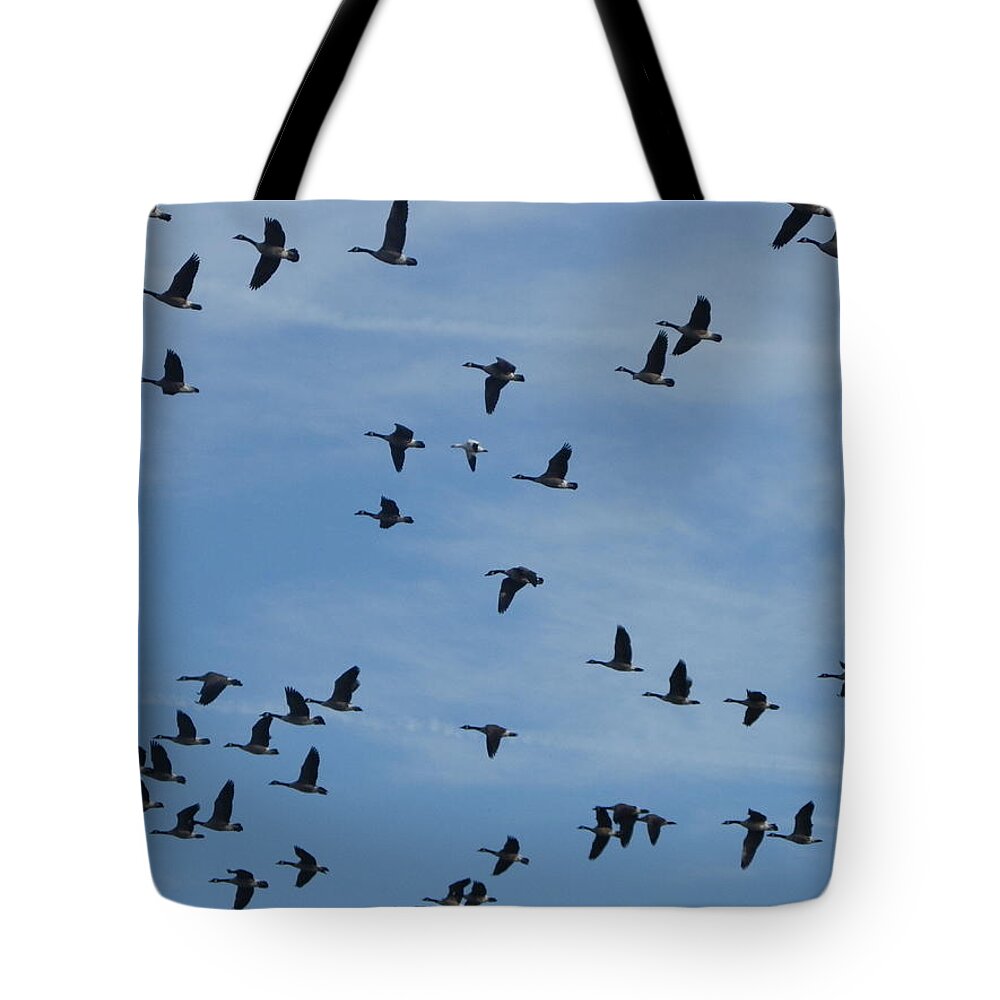 Geese Tote Bag featuring the photograph Anomaly by Peggy King