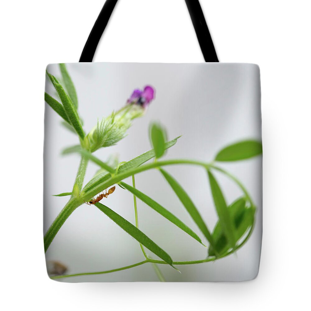 Ant Tote Bag featuring the photograph Ant on Flower Stem by Valerie Cason