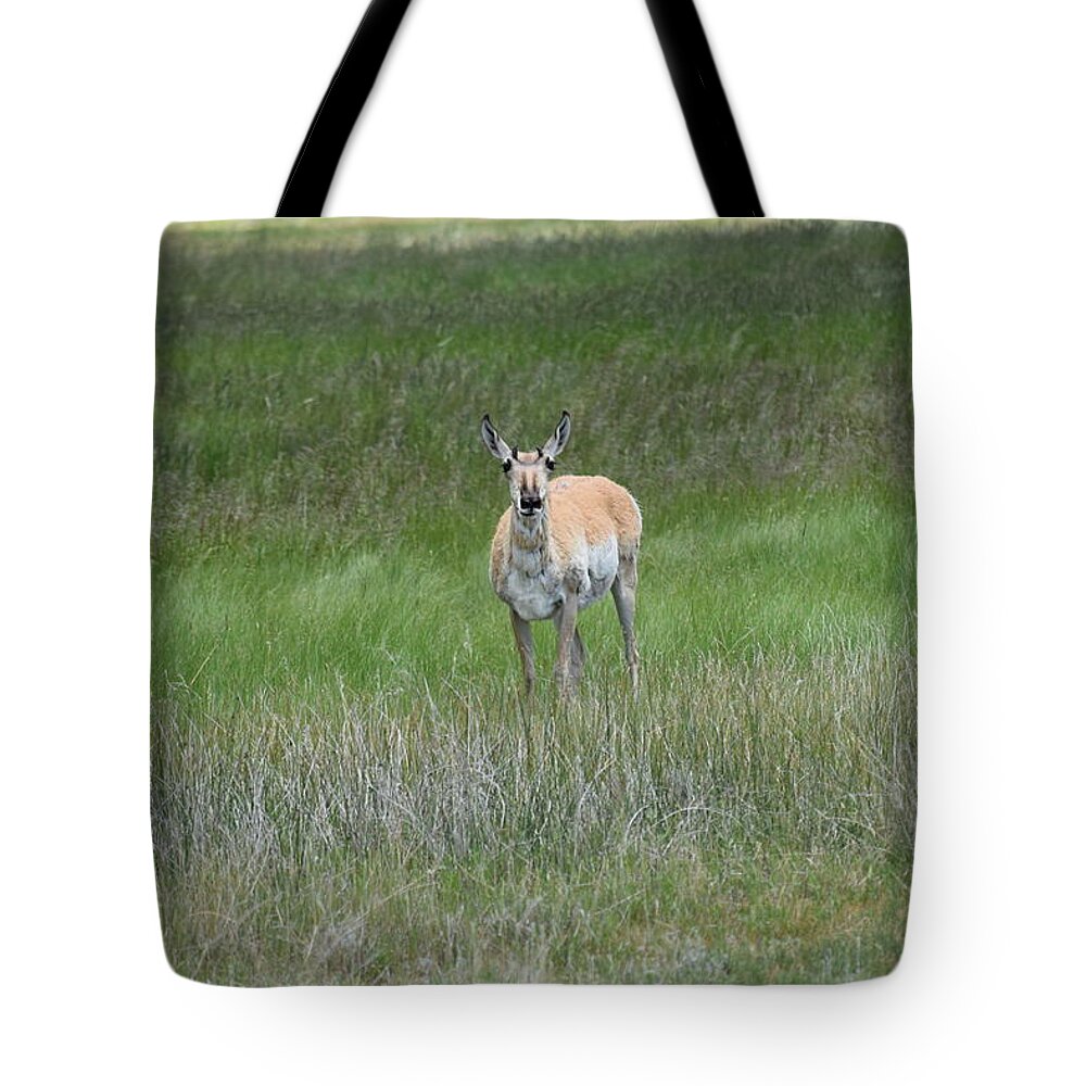 Animal Tote Bag featuring the photograph Prong Horned Antelope Lake John SWA CO by Margarethe Binkley