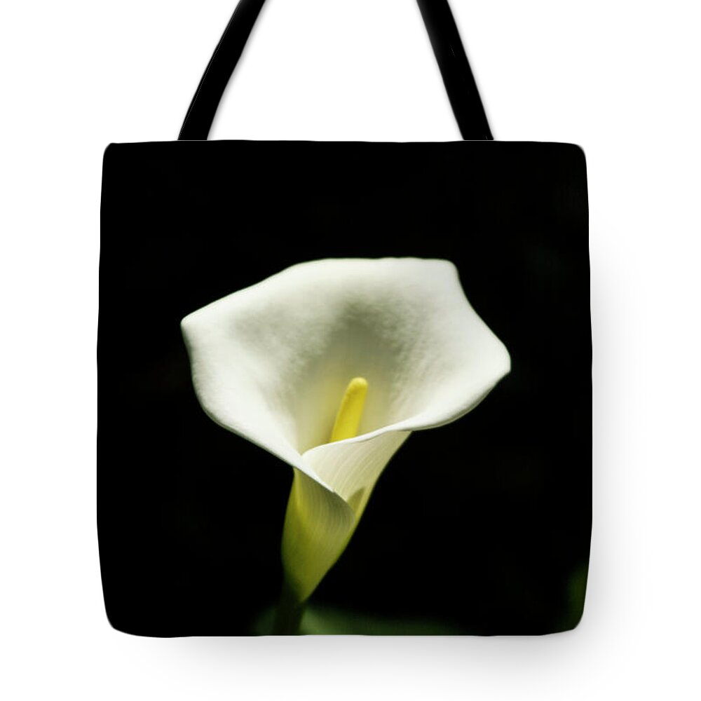 Anthurium Tote Bag featuring the photograph Anthurium White flower by Jason Hughes