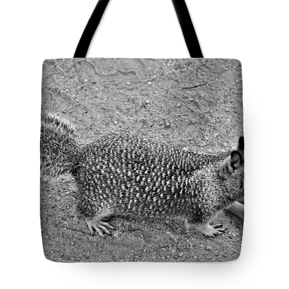 Squirrel Tote Bag featuring the photograph Any Lunch by Vijay Sharon Govender
