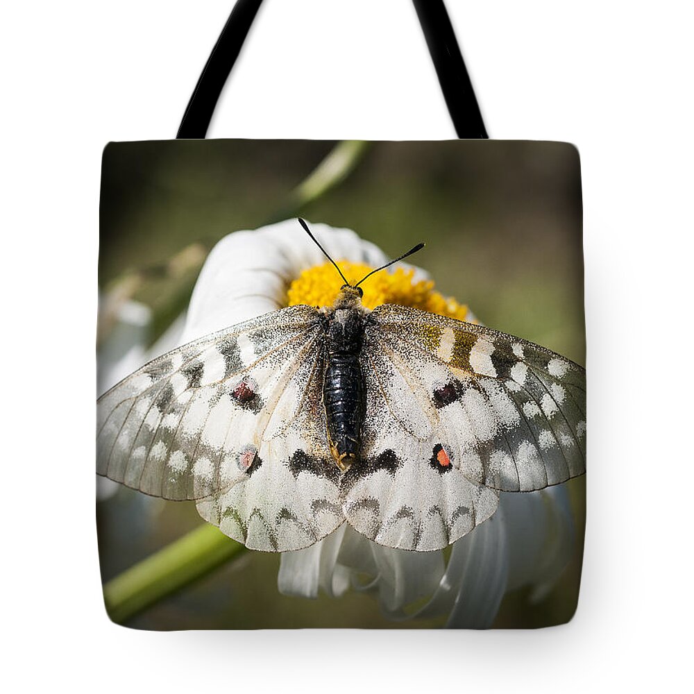 Apollo Butterfly Tote Bag featuring the photograph Apollo Butterfly by Robert Potts
