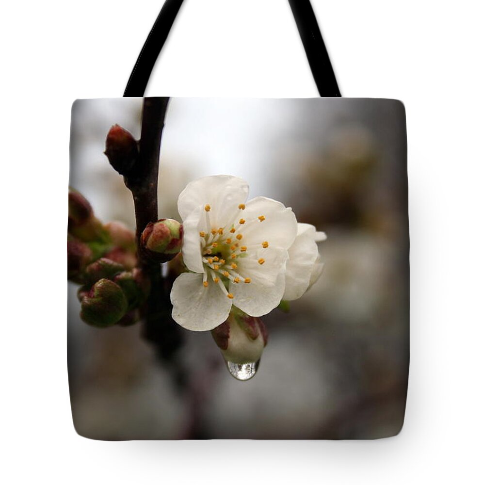 Apple Blossom Tote Bag featuring the photograph Apple Blossom after the Rain by Valerie Collins