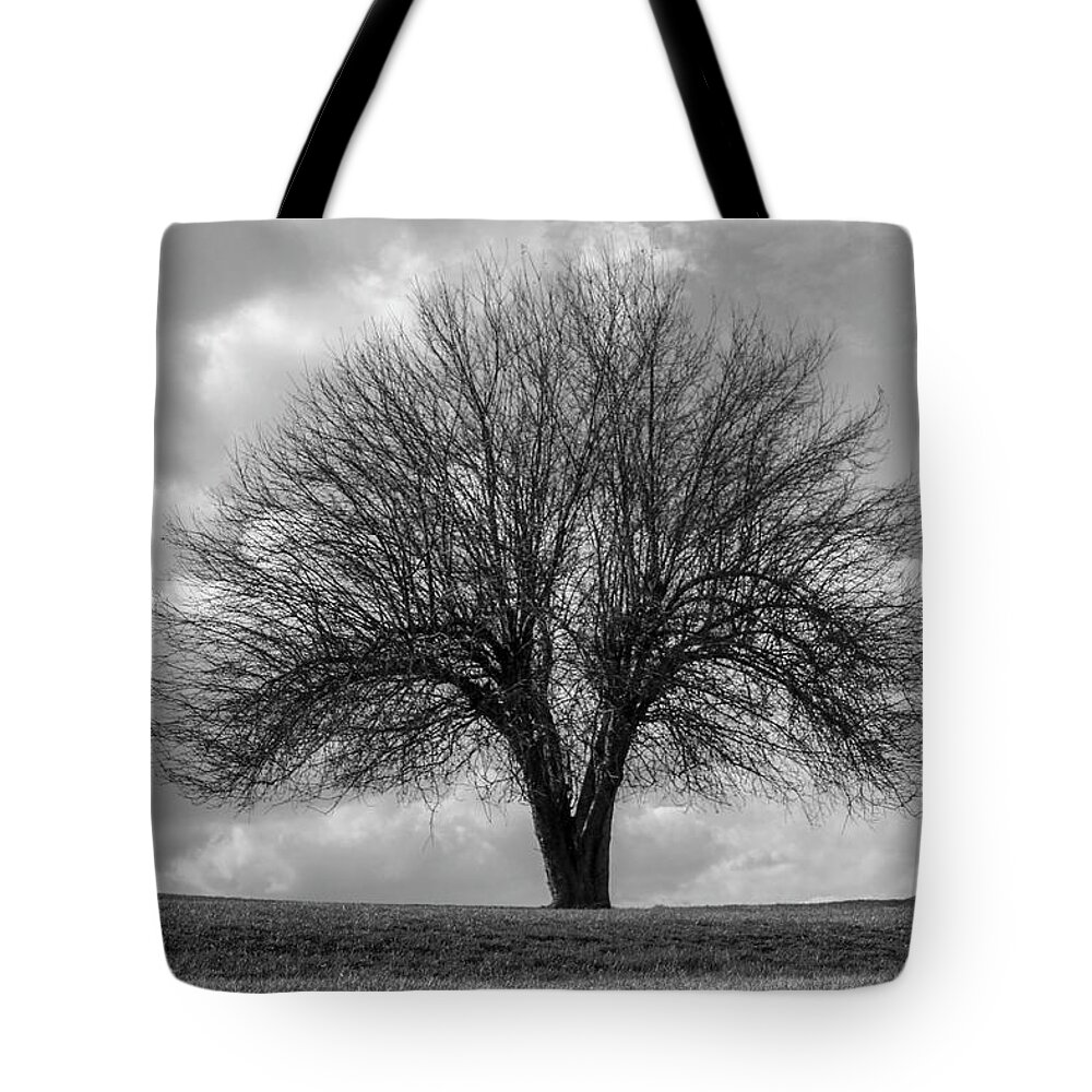 Apple Tote Bag featuring the photograph Apple Tree bw by Stephanie Hanson
