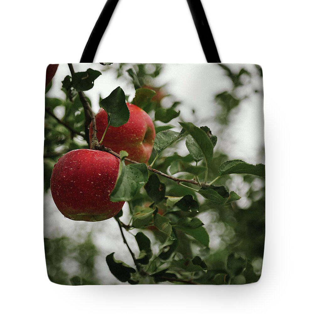 Fruit Tote Bag featuring the photograph Apple tree by Hyuntae Kim