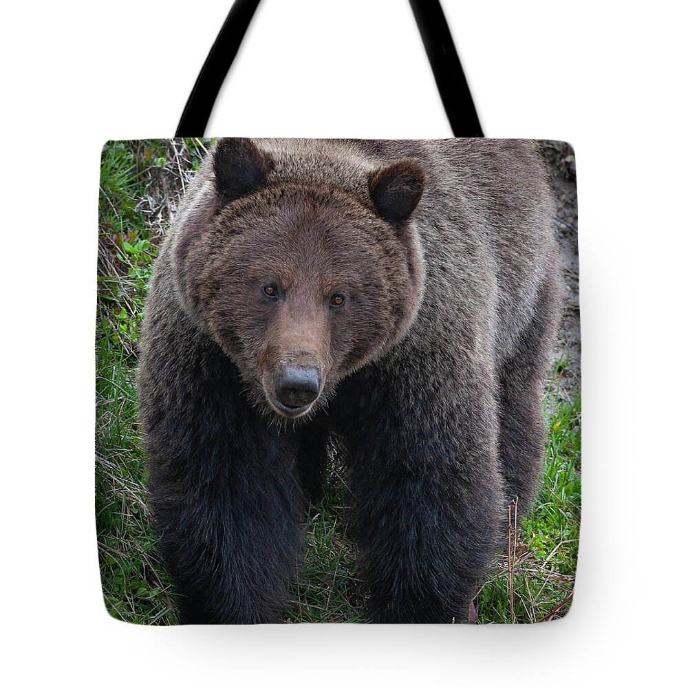 Mark Miller Photos Tote Bag featuring the photograph Approaching Grizzly by Mark Miller