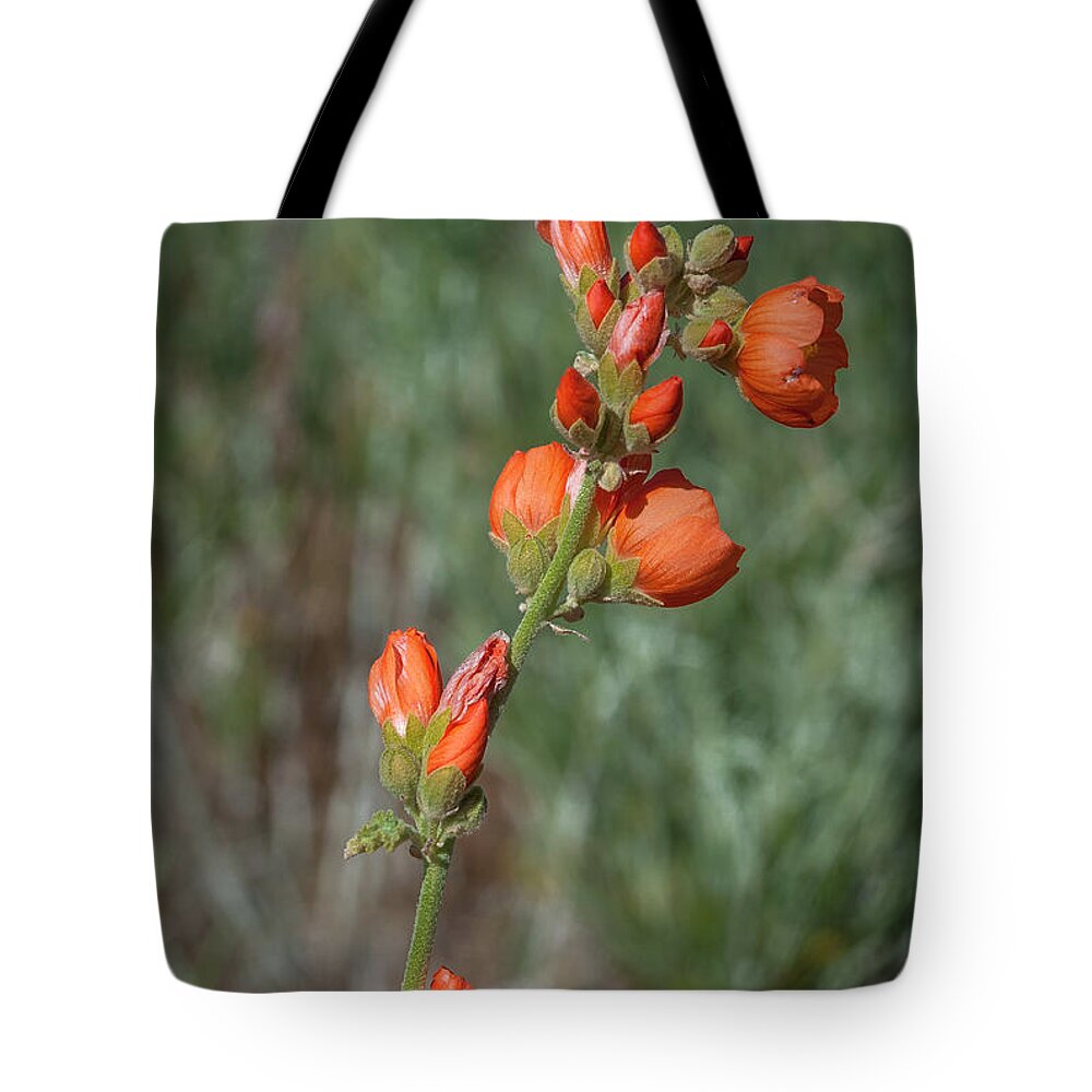 Wildflower Tote Bag featuring the photograph Apricot Mallow 3 by Rick Mosher