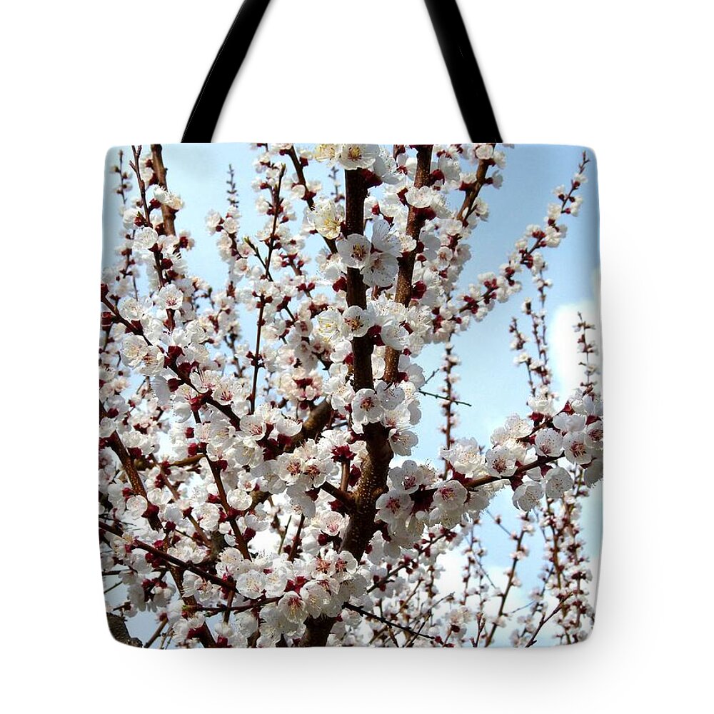 April Apricot Blossoms Tote Bag featuring the photograph April Apricot Blossoms by Will Borden