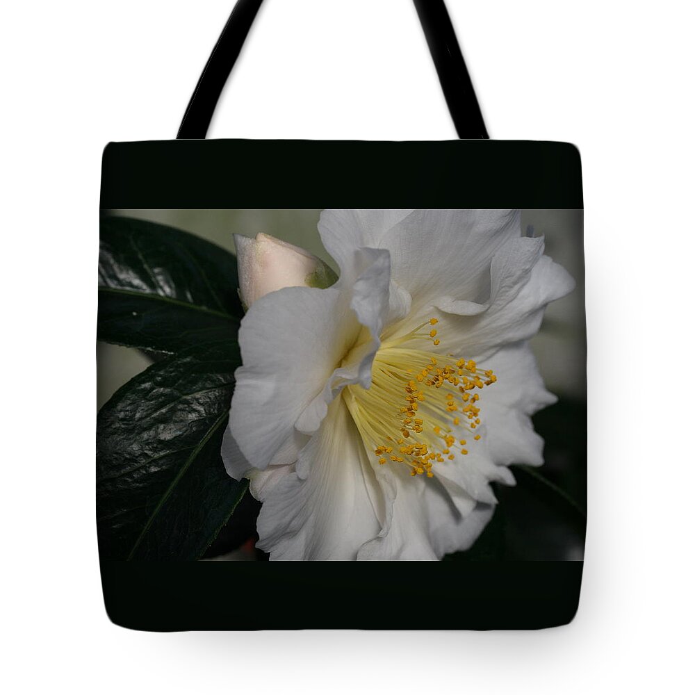 April Snow Camellia Tote Bag featuring the photograph April Snow Sonata by Tammy Pool