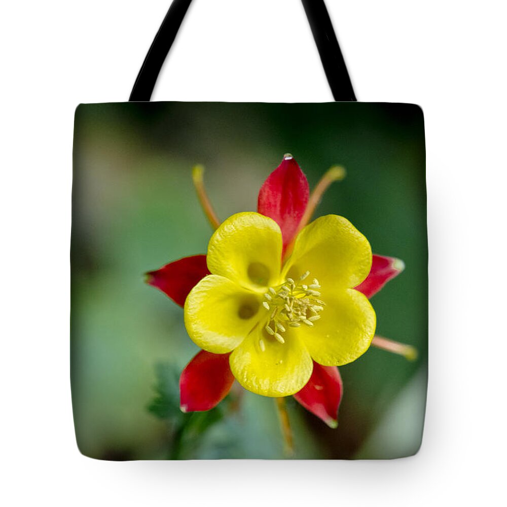 Flowers Tote Bag featuring the photograph Aquilegia by Elena Perelman