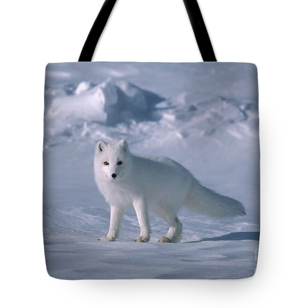 00342970 Tote Bag featuring the photograph Arctic Fox on the North Slope by Yva Momatiuk John Eastcott