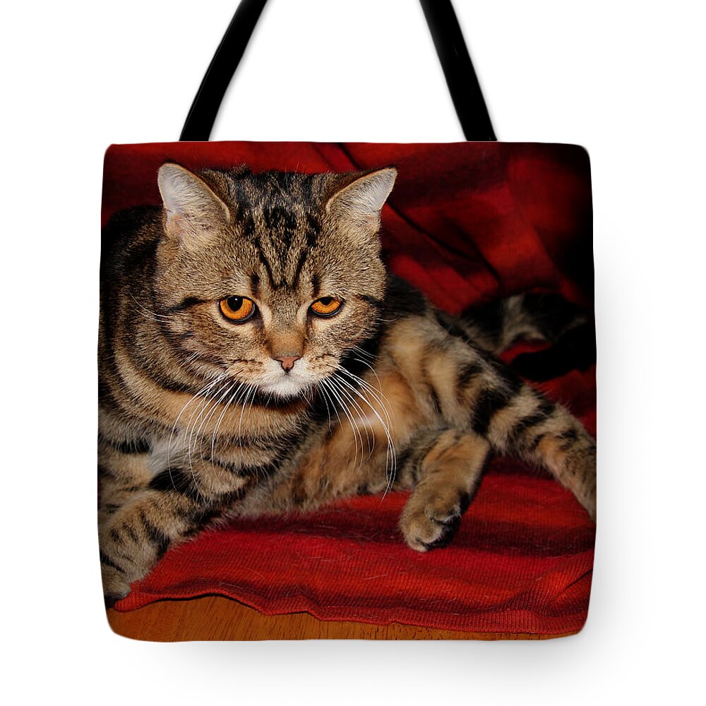 Animal Tote Bag featuring the photograph Are We Done Yet by Robert Morin