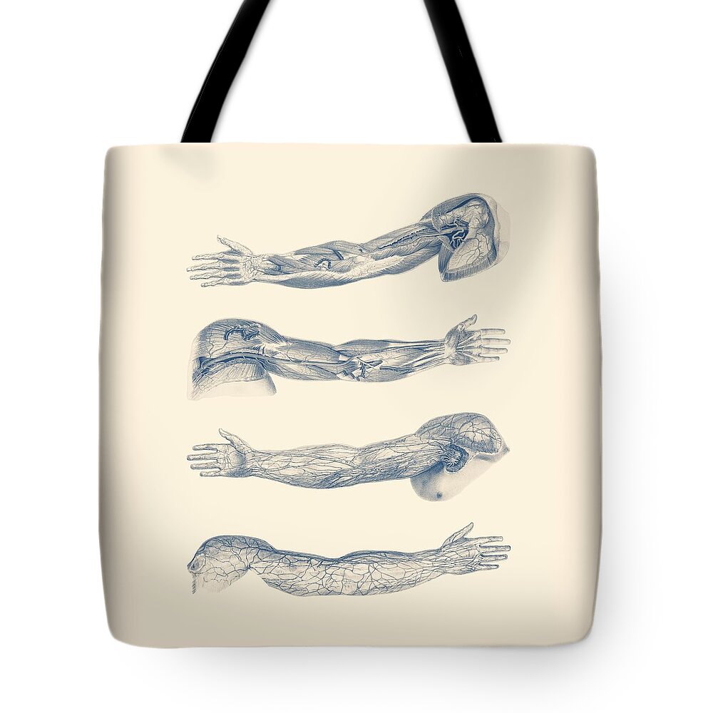 Arm Anatomy Tote Bag featuring the drawing Arm and Hand Diagram - Quad View - Vintage Anatomy Print by Vintage Anatomy Prints