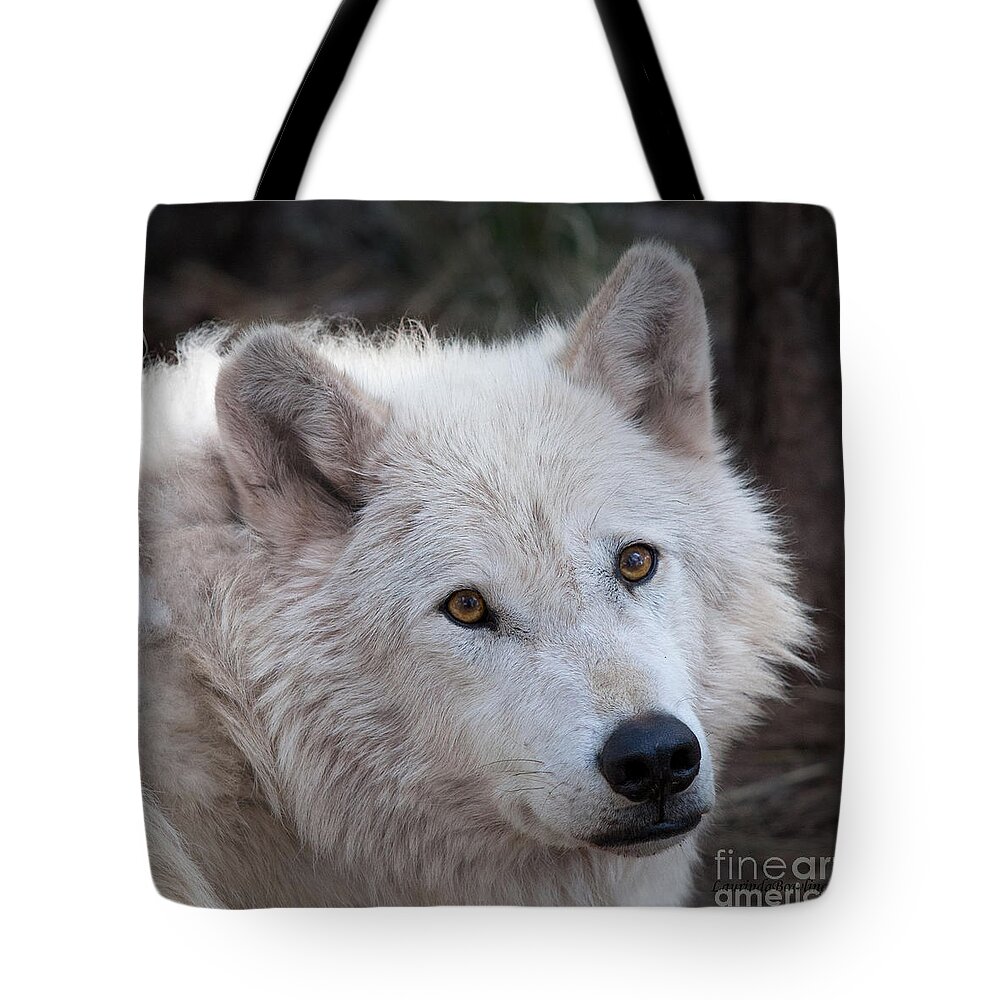 Photography Tote Bag featuring the photograph Artic Wolf by Laurinda Bowling