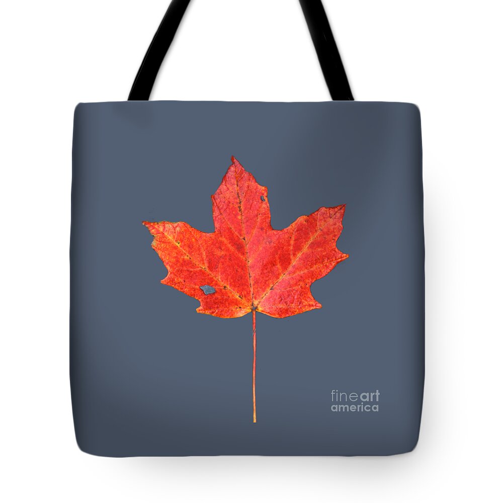 Black Shale Tote Bag featuring the photograph Red maple Leaf on Black Shale by John Harmon