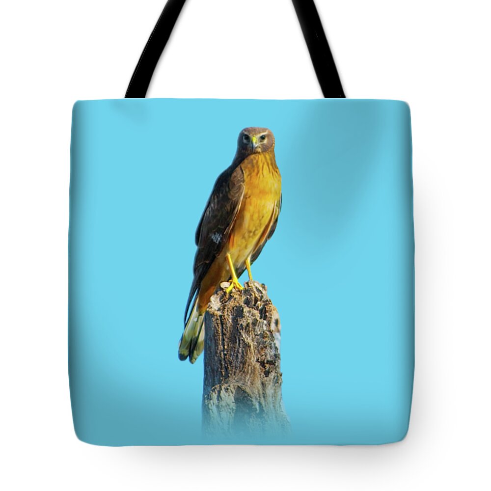 Northern Harrier Tote Bag featuring the photograph Northern Harrier Hawk by Mark Andrew Thomas