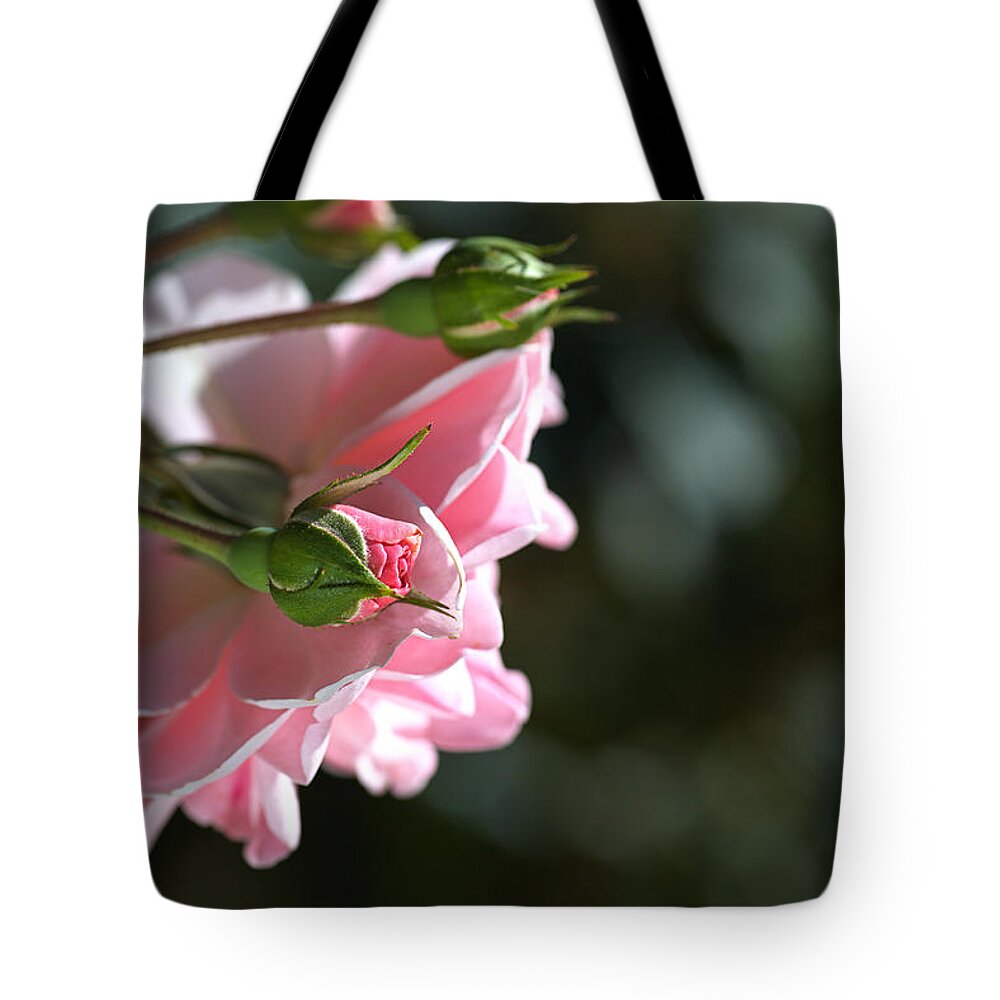 Mary Mackillop Rose Variety Tote Bag featuring the photograph Bud With Parent Rose by Joy Watson