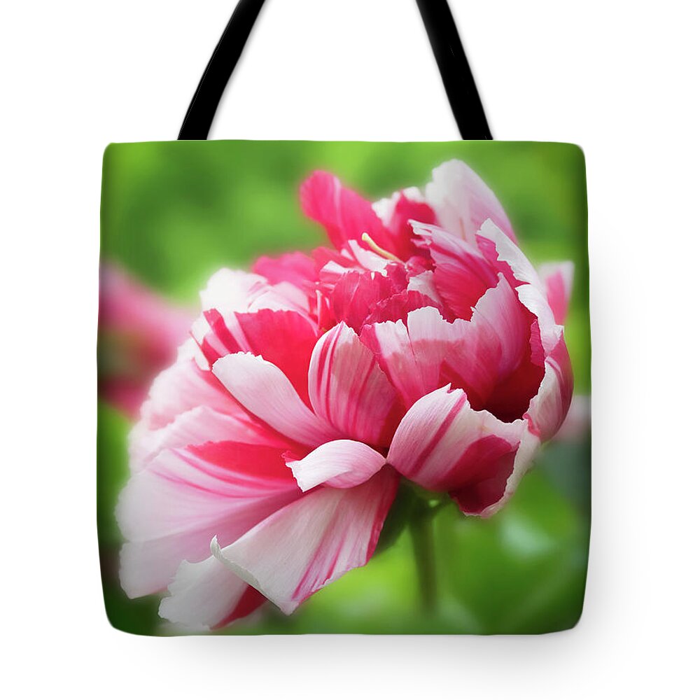 Asia Tote Bag featuring the photograph As grand as it can be- Peony by Usha Peddamatham